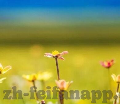 足球比分其它-足球比分背后的多维世界,数据、激情与人生百态